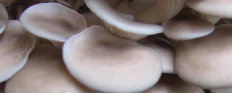 如何采收平菇，未释放孢子时采收为佳