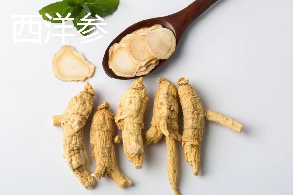 人参盆栽的存活时间，寿命大多为4年左右