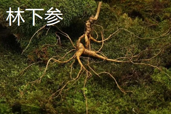 人参盆栽的存活时间，寿命大多为4年左右