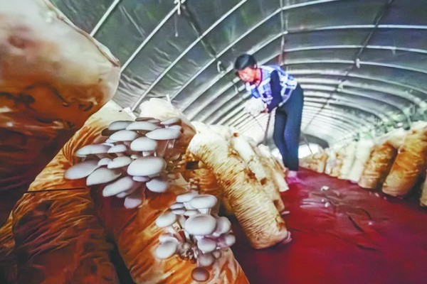 如何采收平菇，未释放孢子时采收为佳