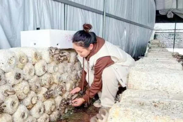 如何采收平菇，未释放孢子时采收为佳