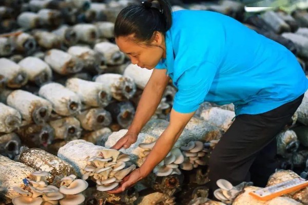 如何采收平菇，未释放孢子时采收为佳