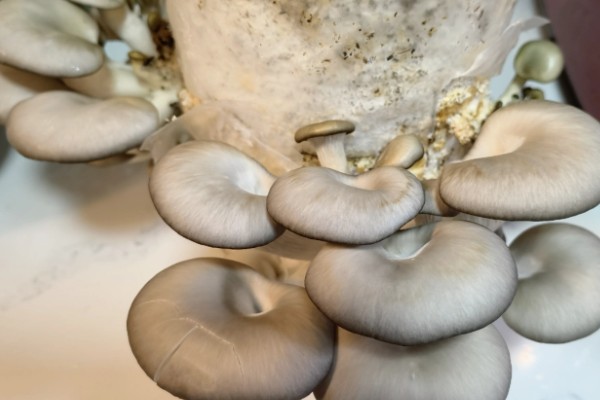 如何采收平菇，未释放孢子时采收为佳