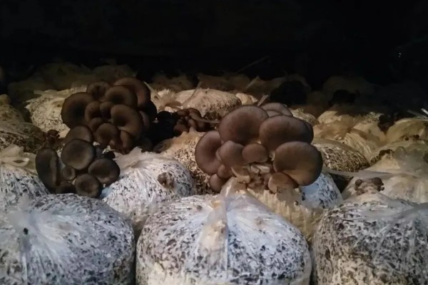 如何采收平菇，未释放孢子时采收为佳