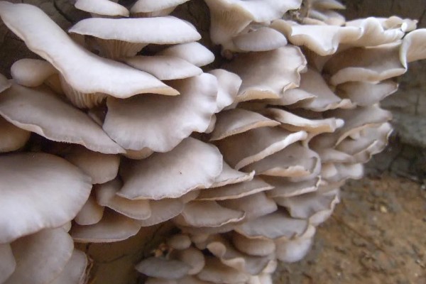 如何采收平菇，未释放孢子时采收为佳