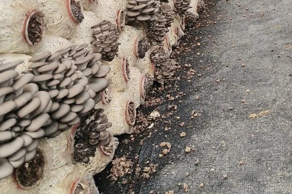 如何采收平菇，未释放孢子时采收为佳