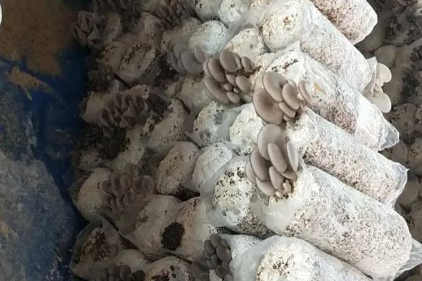 如何采收平菇，未释放孢子时采收为佳