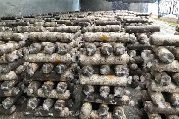 如何采收平菇，未释放孢子时采收为佳