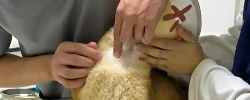 如何灭杀猫身上的跳蚤，喷施爱滴克具有治疗效果