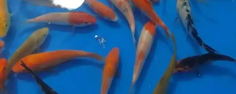 锦鲤鱼吃什么食物，可以吃软体动物、底栖动物等