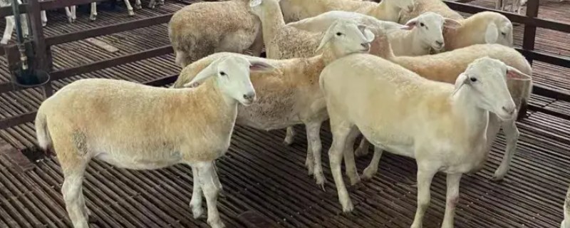 哪种羊不能打小反刍，老、弱、病、残、孕羊不可使用