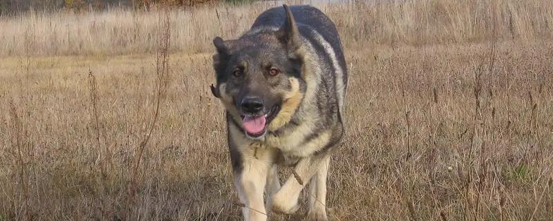 河北狼青犬的形态特征，其外形跟狼十分相似