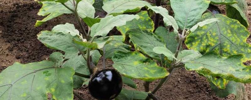茄子秧叶子发黄怎么处理，要为植株根部覆盖一层塑料膜
