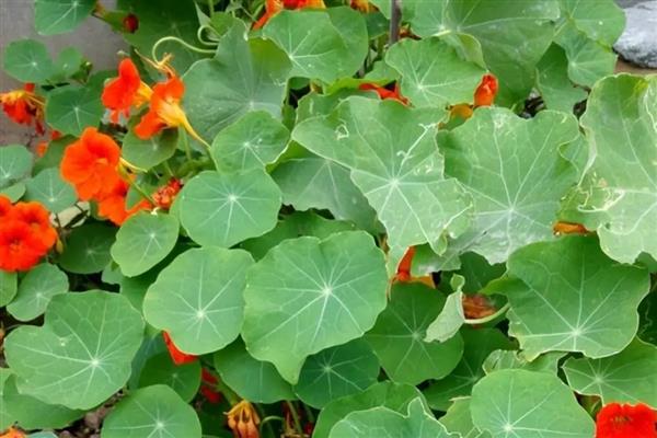 旱金莲怎么搭架子，通常高于盆20厘米左右