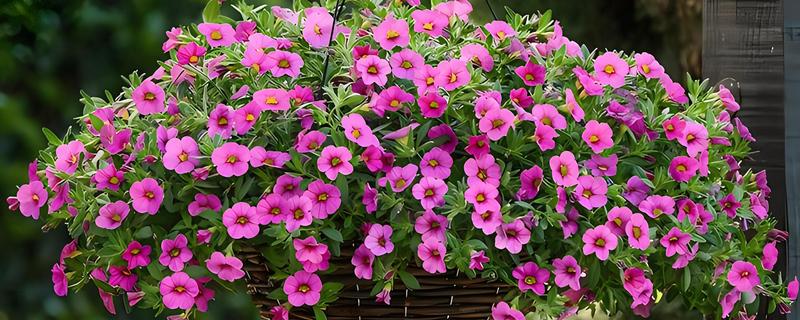 牵牛花如何过冬，要适当调节温度