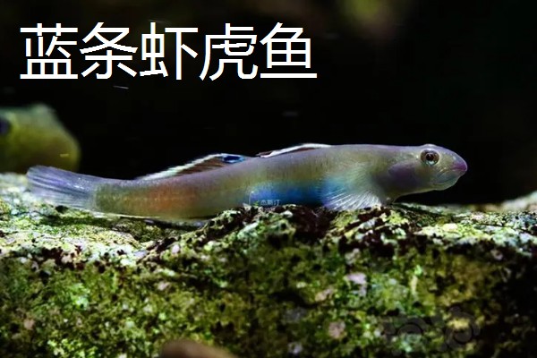 海鞭虾虎鱼的产地，主要集中在印度、太平洋等