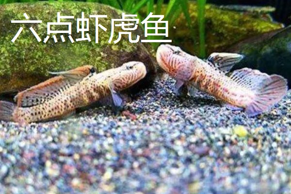 海鞭虾虎鱼的产地，主要集中在印度、太平洋等