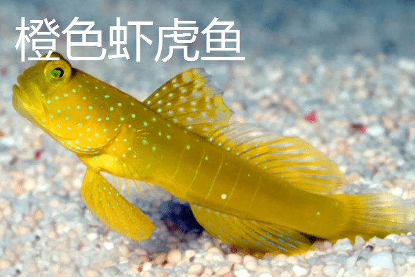 海鞭虾虎鱼的产地，主要集中在印度、太平洋等