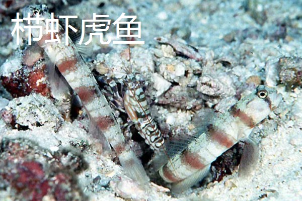 海鞭虾虎鱼的产地，主要集中在印度、太平洋等