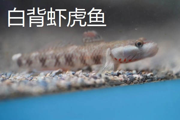 海鞭虾虎鱼的产地，主要集中在印度、太平洋等
