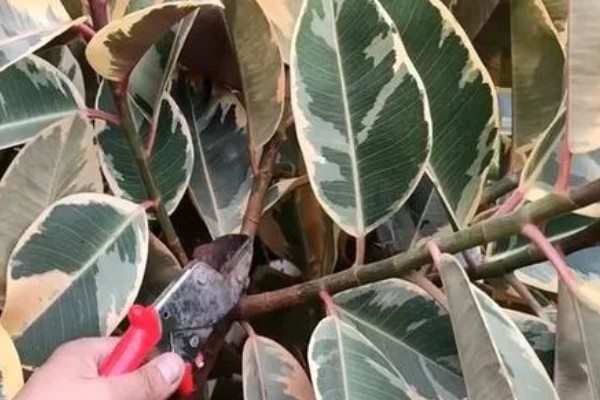 橡皮树的打顶季节，夏季打顶可以长出更多分枝