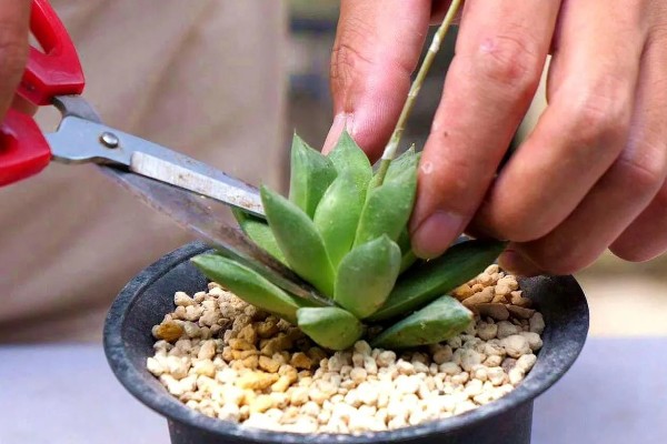 新手如何养殖多肉，种植前要先将枯根、坏根剪掉