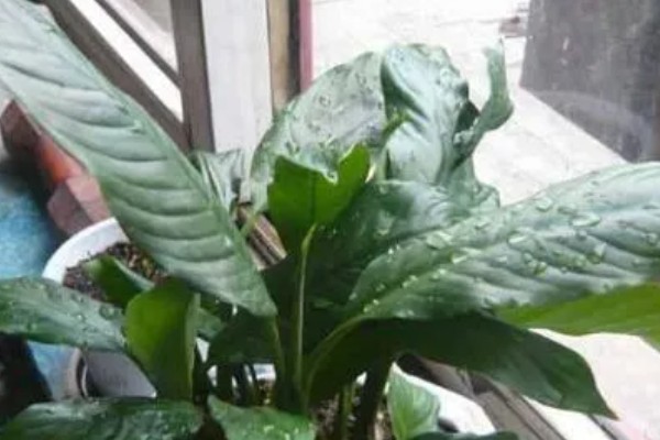 一帆风顺花如何摆放，忌放在光线太强处
