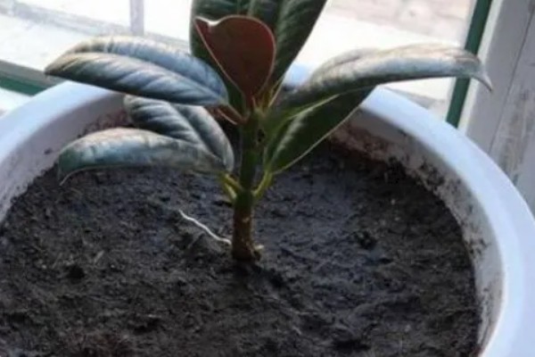 橡皮树的打顶季节，夏季打顶可以长出更多分枝