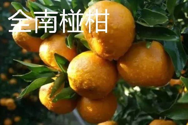 江西省全南县的特产，有笑枣、全南椪柑等