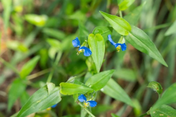 大豆田里面有什么杂草，稗草、狗尾草、牛筋草等品种很常见