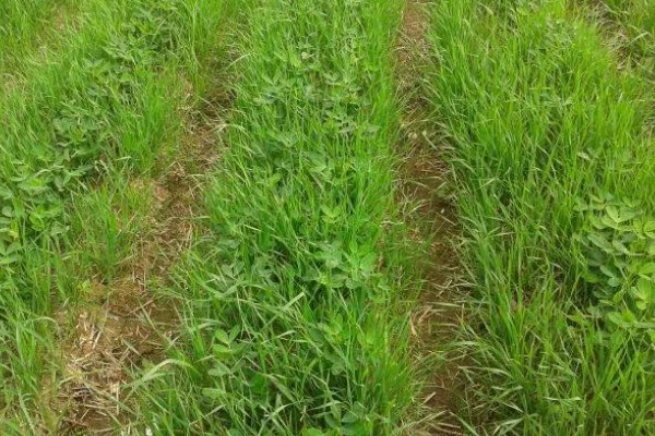 大豆田里面有什么杂草，稗草、狗尾草、牛筋草等品种很常见