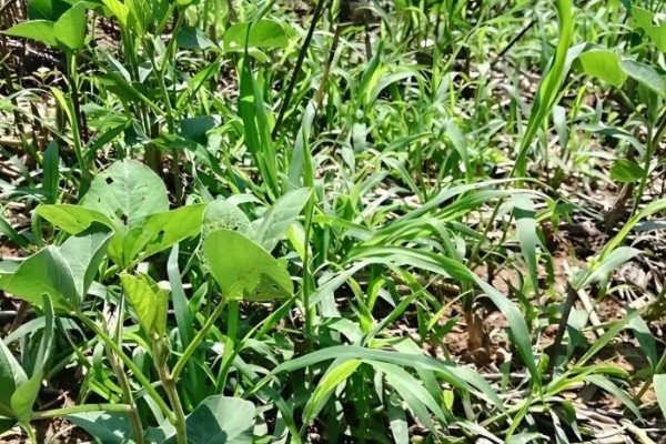 大豆田里面有什么杂草，稗草、狗尾草、牛筋草等品种很常见