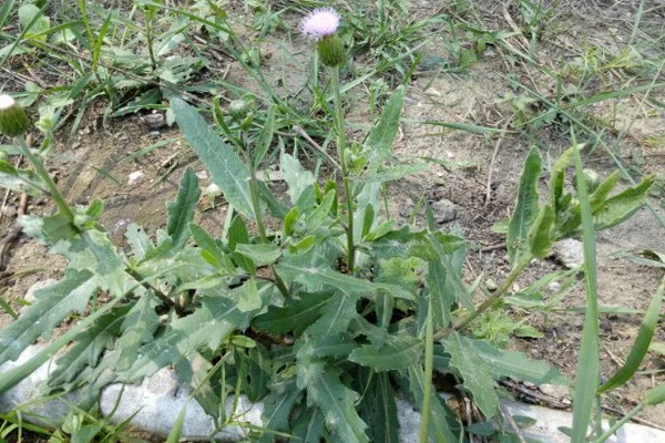 大豆田里面有什么杂草，稗草、狗尾草、牛筋草等品种很常见
