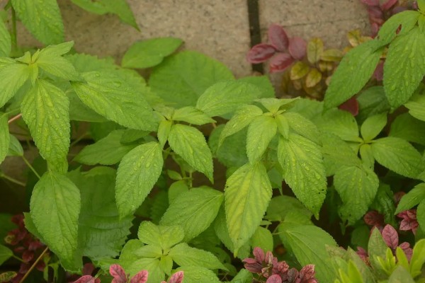 大豆田里面有什么杂草，稗草、狗尾草、牛筋草等品种很常见