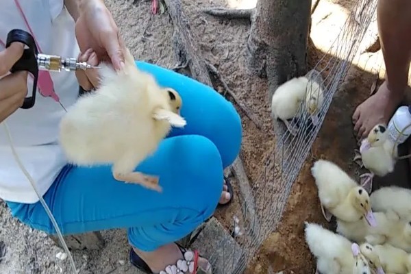小鹅瘟如何防治，建议每周全场消毒一次