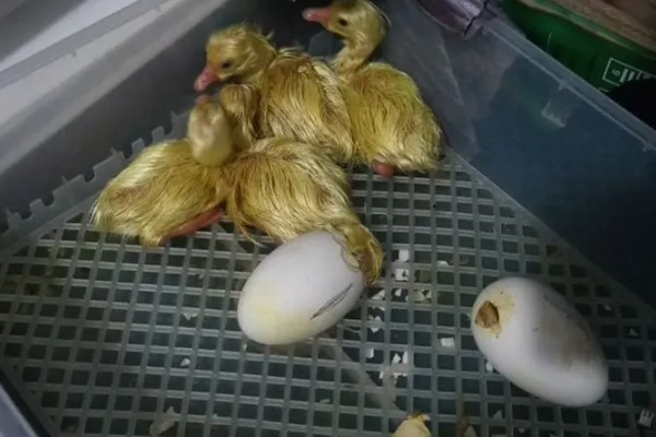 小鹅瘟如何防治，建议每周全场消毒一次