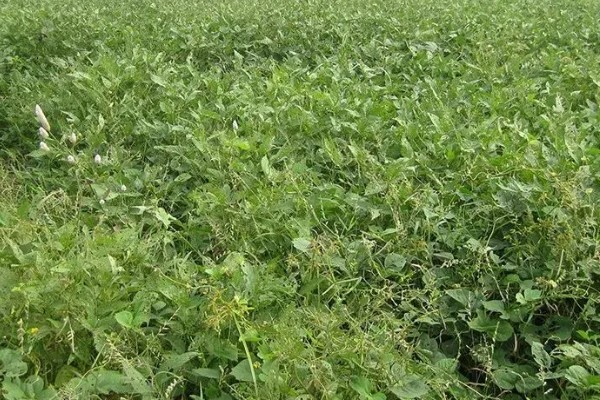 大豆田里面有什么杂草，稗草、狗尾草、牛筋草等品种很常见