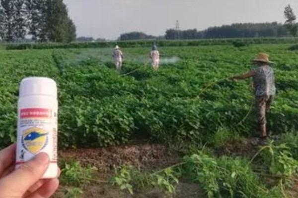 大豆田里面有什么杂草，稗草、狗尾草、牛筋草等品种很常见