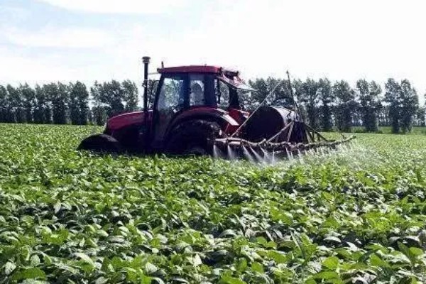 大豆田里面有什么杂草，稗草、狗尾草、牛筋草等品种很常见