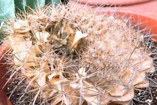 仙人球根部腐烂原因，分为病理性腐烂和生理性腐烂
