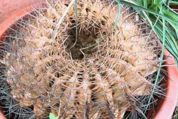 仙人球根部腐烂原因，分为病理性腐烂和生理性腐烂