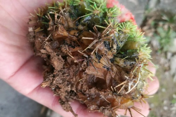 仙人球根部腐烂原因，分为病理性腐烂和生理性腐烂