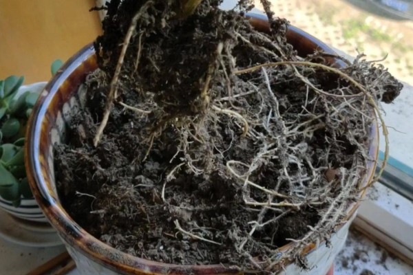 仙人球根部腐烂原因，分为病理性腐烂和生理性腐烂