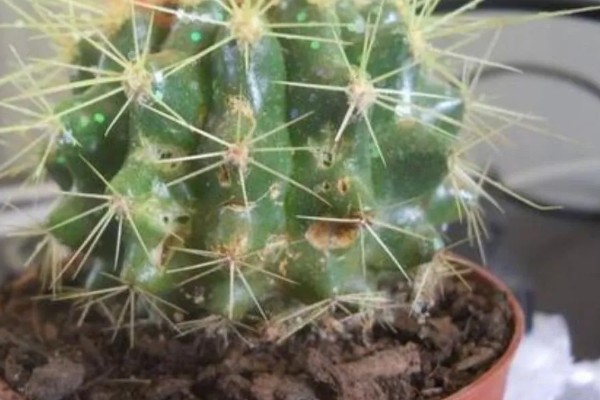仙人球根部腐烂原因，分为病理性腐烂和生理性腐烂