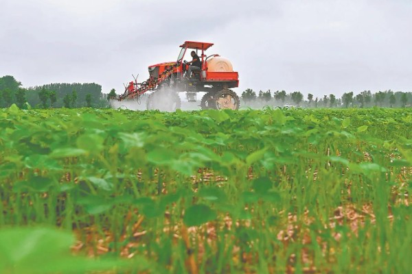 大豆田里面有什么杂草，稗草、狗尾草、牛筋草等品种很常见