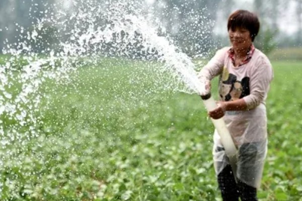 大豆田里面有什么杂草，稗草、狗尾草、牛筋草等品种很常见