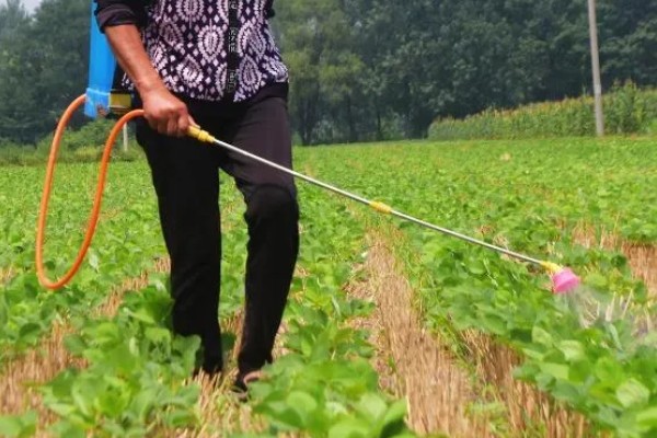 大豆田里面有什么杂草，稗草、狗尾草、牛筋草等品种很常见