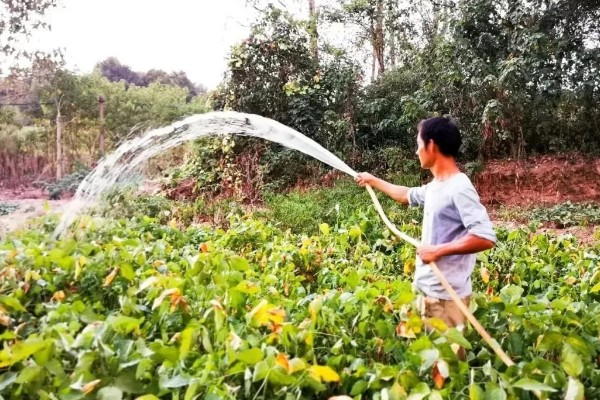 大豆田里面有什么杂草，稗草、狗尾草、牛筋草等品种很常见