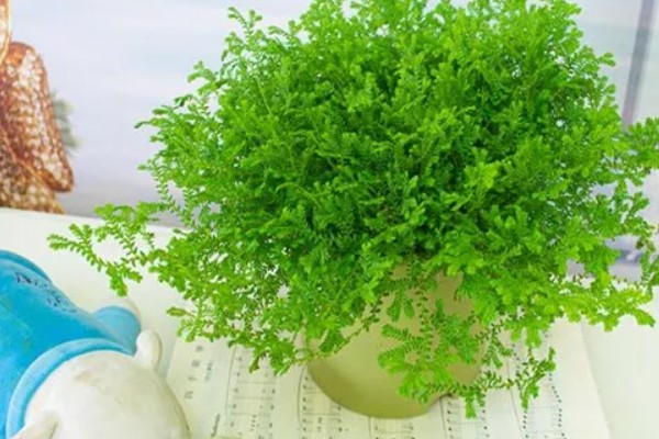 绿地球的养殖方法，平时花土要保持湿润的状态