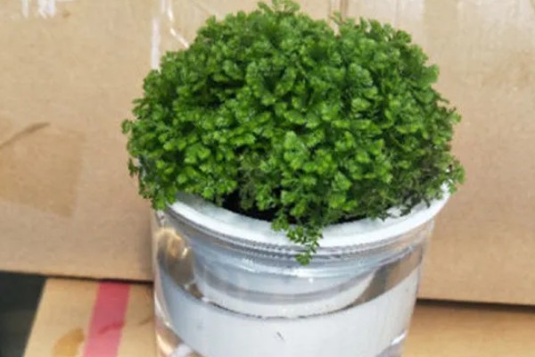 绿地球的养殖方法，平时花土要保持湿润的状态
